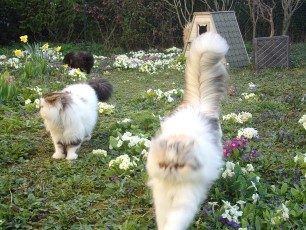 Vie de la chatterie, des chats heureux en extérieur !