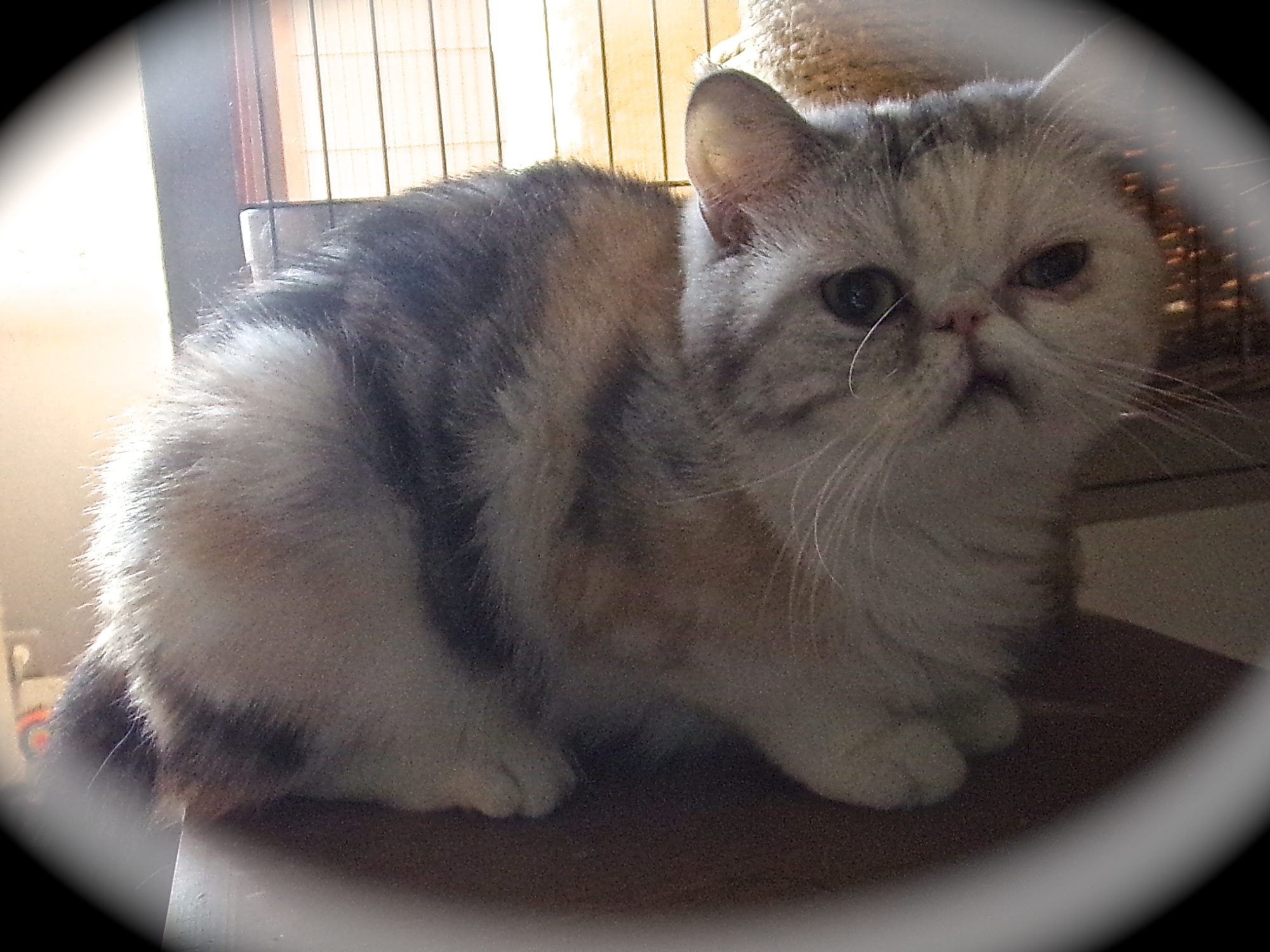Femelle exotic shorthair Type doll's face Black tortie et blanc calicot, yeux or